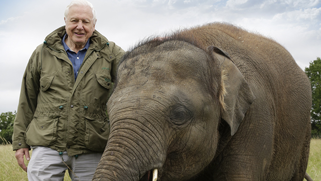 Attenborough with young Asian elephant